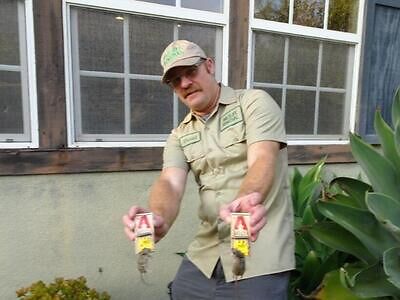 Springfield rodent trapping